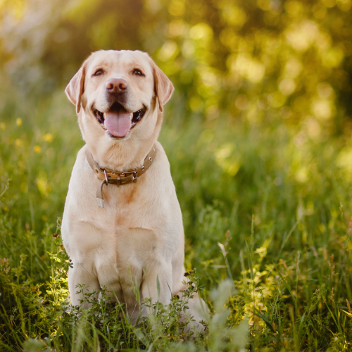 Labrador raw clearance food diet